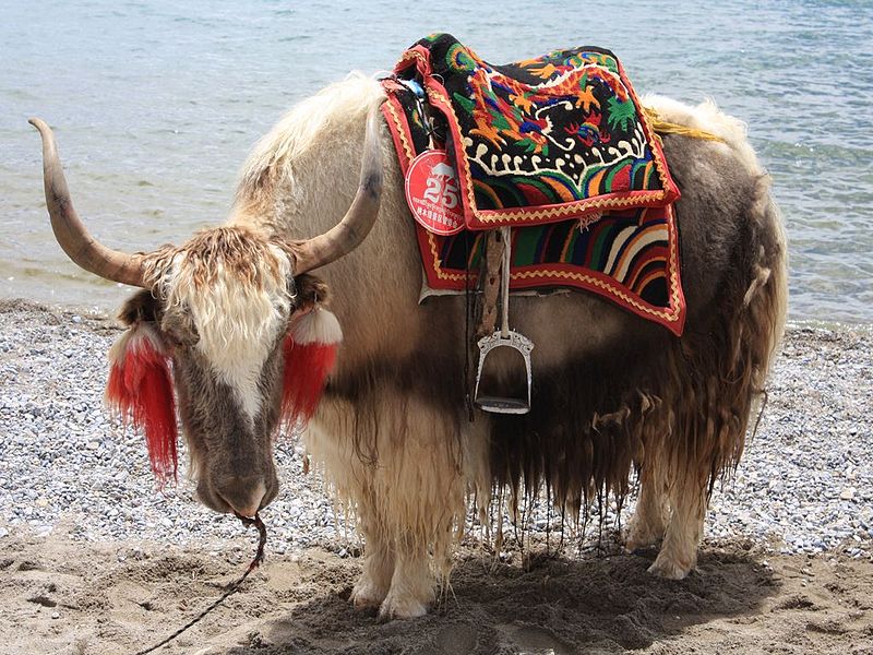 Where dows our yak hair come from? - Fischbach + Miller